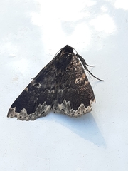 Mormoscopa sordescens