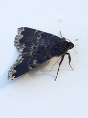 Mormoscopa sordescens