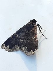 Mormoscopa sordescens