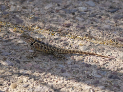 Sceloporus bimaculosus