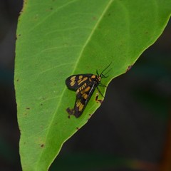 Eressa geographica