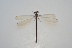Eoargiolestes ochraceus