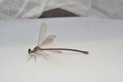 Eoargiolestes ochraceus