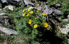 Adonis pyrenaica