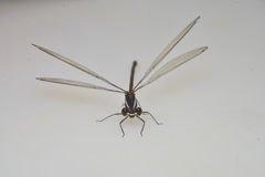 Eoargiolestes ochraceus