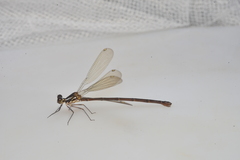 Eoargiolestes ochraceus