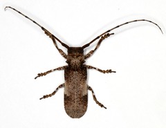 Prosopocera callypiga