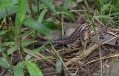 Phoboscincus garnieri