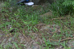 Phoboscincus garnieri