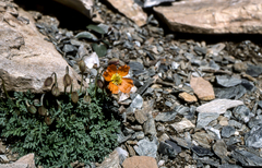 Papaver lapeyrousianum