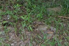 Phoboscincus garnieri