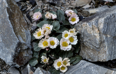 Ranunculus parnassifolius