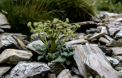 Xatardia scabra