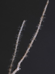 Pseudopterogorgia fredericki