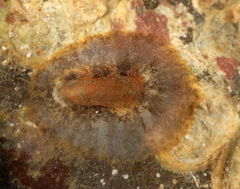 Scutus unguis