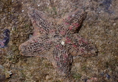 Aquilonastra