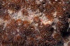 Polycyathus verrilli