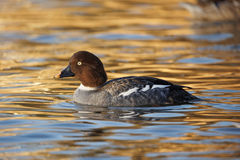 Bucephala clangula americana