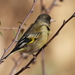 Black-headed Greenfinch - Photo (c) Lukasz Madrzynski 孟巨石, some rights reserved (CC BY-NC), uploaded by Lukasz Madrzynski 孟巨石