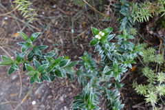 Pimelea pseudolyallii