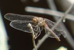 Sympetrum nigrifemur