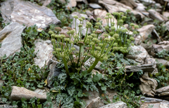 Xatardia scabra