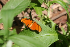 Eueides aliphera gracilis
