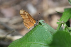 Eueides aliphera gracilis