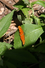 Eueides aliphera gracilis