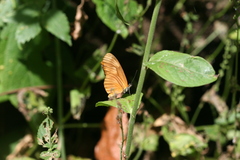 Eueides aliphera gracilis