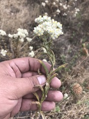 Pseudognaphalium chartaceum