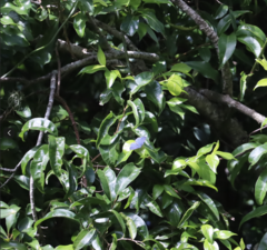 Eirmocides absimilis