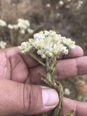 Pseudognaphalium chartaceum