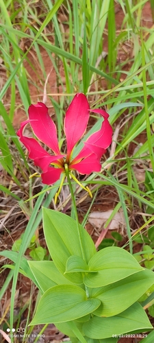 Gloriosa superba image