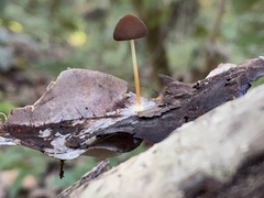 Marasmius elegans