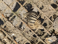 Trophon geversianus
