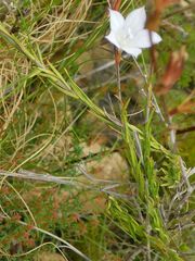 Prismatocarpus schlechteri