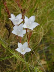 Prismatocarpus schlechteri