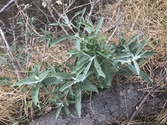 Buddleja sessiliflora