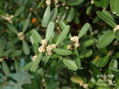 Buxus harlandii