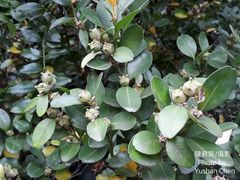 Buxus liukiuensis
