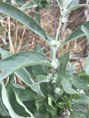 Buddleja sessiliflora