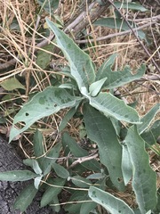 Buddleja sessiliflora