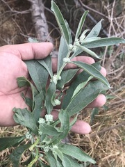 Buddleja sessiliflora