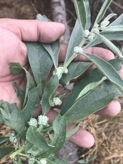 Buddleja sessiliflora