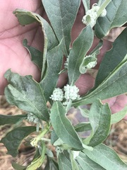Buddleja sessiliflora