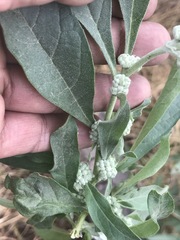 Buddleja sessiliflora