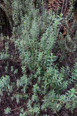 Pimelea pseudolyallii