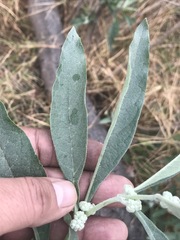 Buddleja sessiliflora