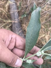 Buddleja sessiliflora